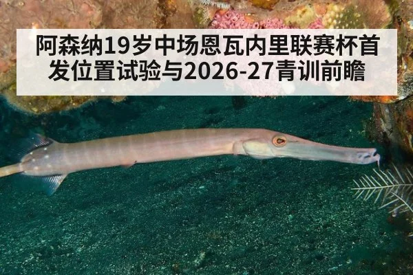 阿森纳19岁中场恩瓦内里联赛杯首发位置试验与2026-27青训前瞻